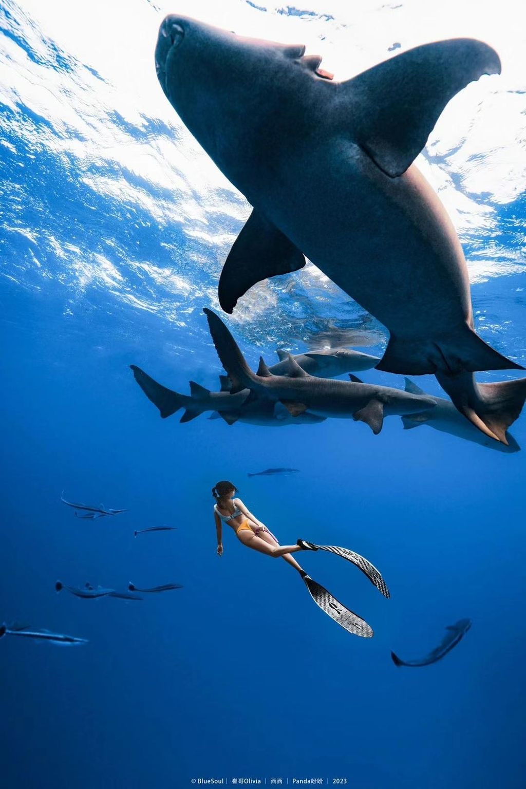 requin et apnéiste